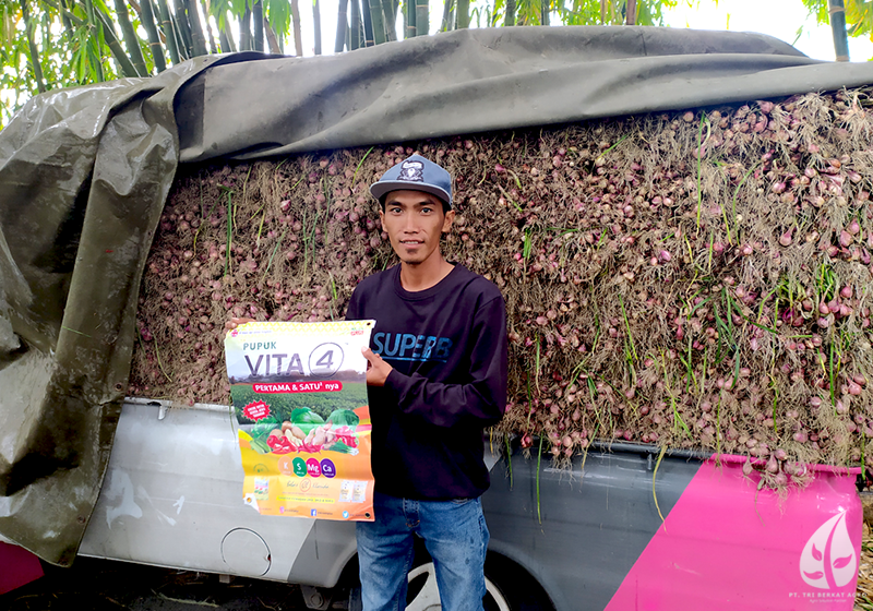 Pemanenan Bawang Merah Tri Berkat Agro