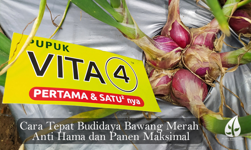 Cara Tepat Budidaya Bawang Merah        Anti Hama dan Panen Maksimal