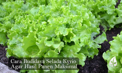 Cara Budidaya Selada Kyrio Agar Hasil Panen Maksimal