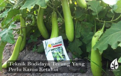 Teknik Budidaya Terung Yang Perlu Kamu Ketahui