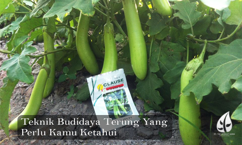 Teknik Budidaya Terung Yang Perlu Kamu Ketahui
